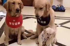 娱乐吃瓜酱送小狗,暖心情怀传递爱心瞬间